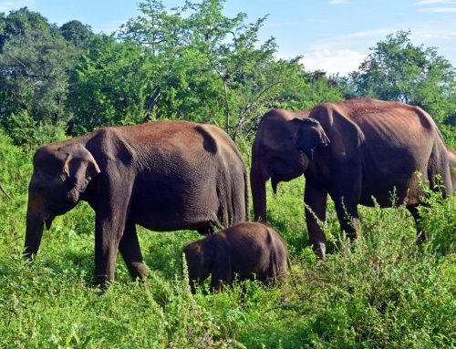Sri Lanka 2019: Udalawawe